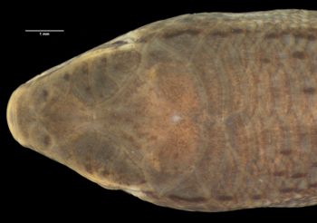 Media type: image;   Herpetology R-44234 Aspect: head dorsal